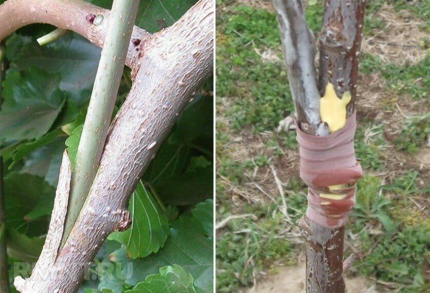 Instructies voor tuinders: in de zomer een appelboom enten met verse takken in fasen op verschillende manieren