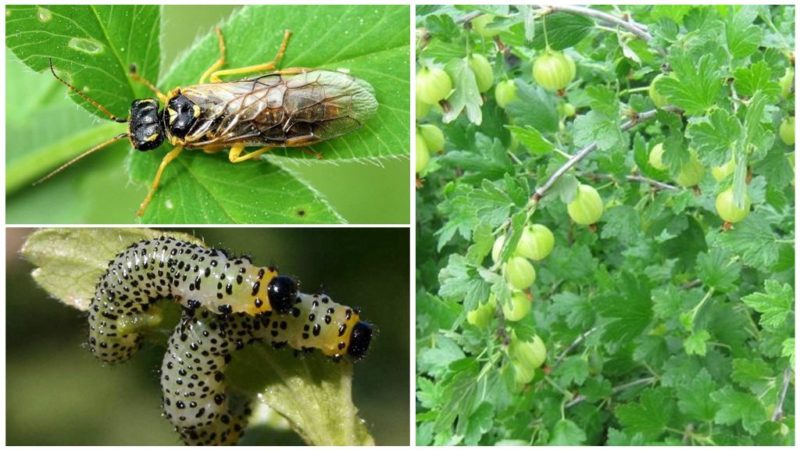 Mô tả về Gooseberry Chernomor