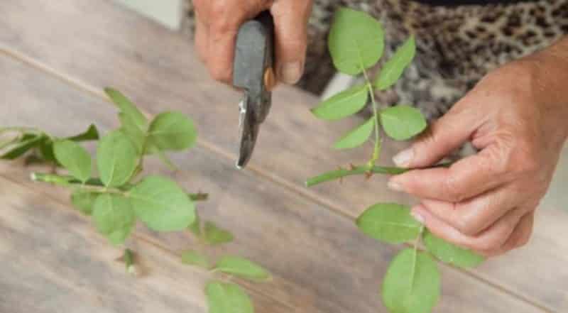 Instruksjoner for nybegynnere gartnere: hvordan forplante klatreroser med stiklinger om sommeren trinn for trinn