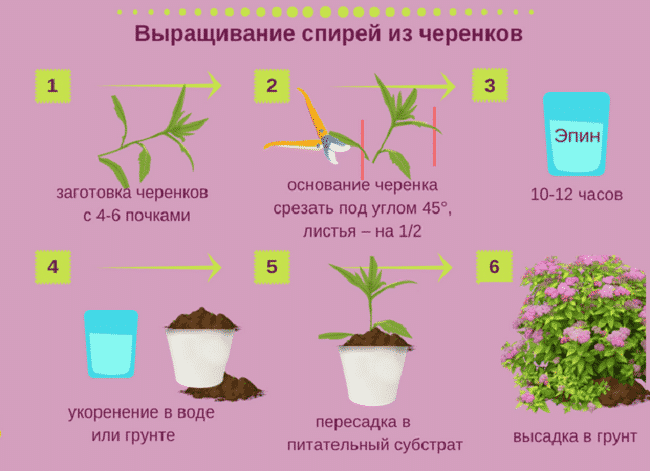 Spirea paljundamine pistikutega suvel algajatele: juurdumismeetodid ja edasised toimingud