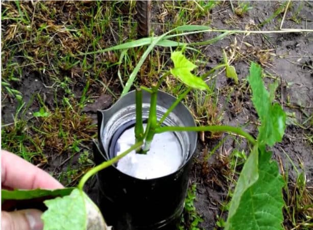 Guida alla propagazione dell'uva da talea verde in estate