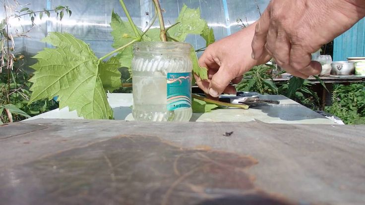 Útmutató a szőlő szaporításához nyáron zöld dugványokról