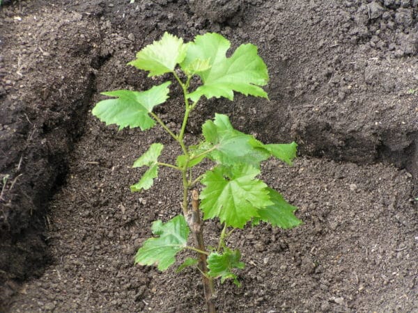 Guide de multiplication du raisin à partir de boutures vertes en été