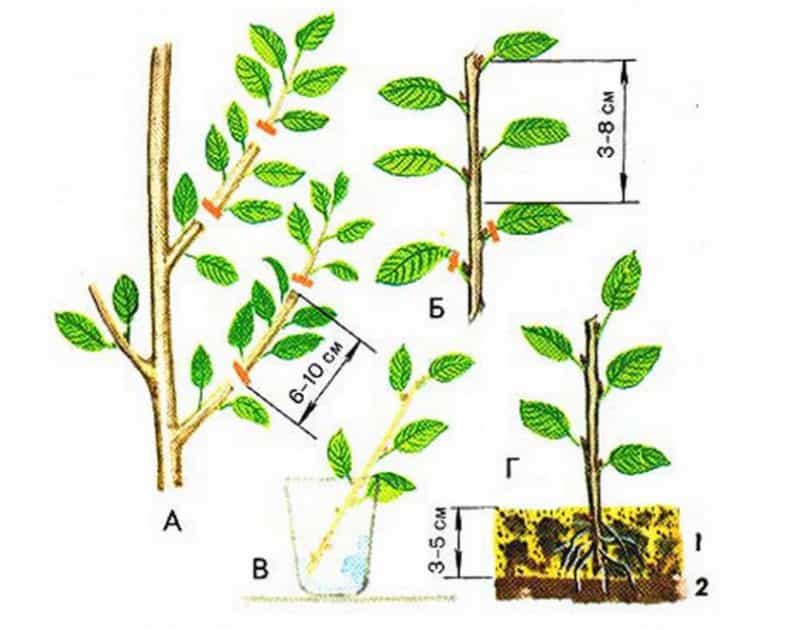 Hướng dẫn từng bước để cắt cây anh đào vào mùa hè bằng chính đôi tay của bạn