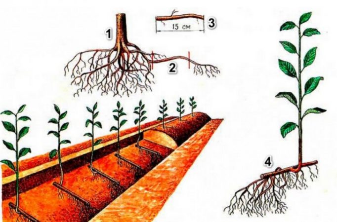 Корак по корак упутства за сечење трешње у лето сопственим рукама