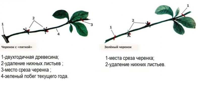 Step-by-step instructions for cutting cherry trees in the summer with your own hands