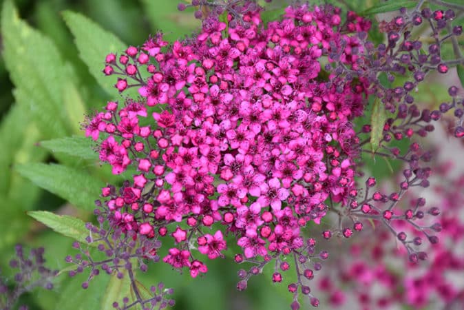 Propagação de spirea por estacas no verão para iniciantes: métodos de enraizamento e outras ações