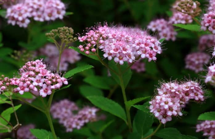 Propagação de spirea por estacas no verão para iniciantes: métodos de enraizamento e outras ações