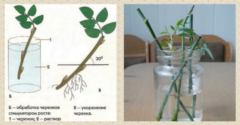 Кога и как правилно да размножавате шипки чрез резници през лятото