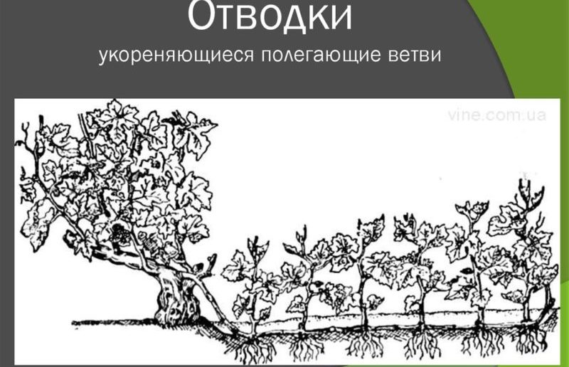 Упутства за почетнике виноградара: како размножавати грожђе слојевима у лето