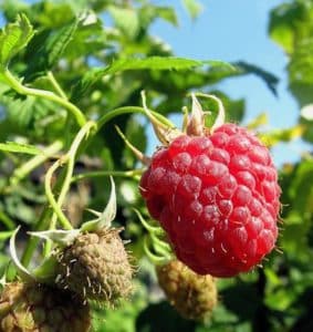 Wie kann man im Sommer restliche Himbeeren kneifen und ist dieses Verfahren notwendig?