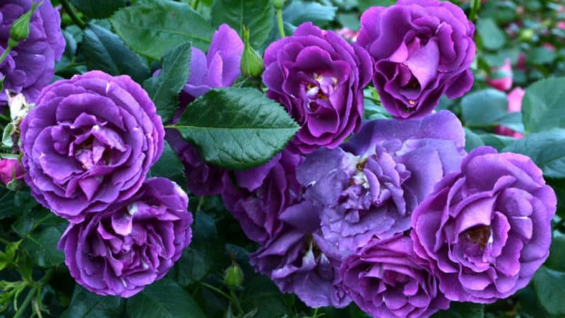 Cómo cultivar rosas moradas y qué variedades elegir.