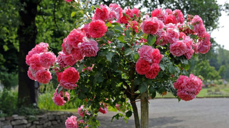 Instruccions per a jardiners principiants: com propagar les roses enfiladisses per esqueixos a l'estiu pas a pas