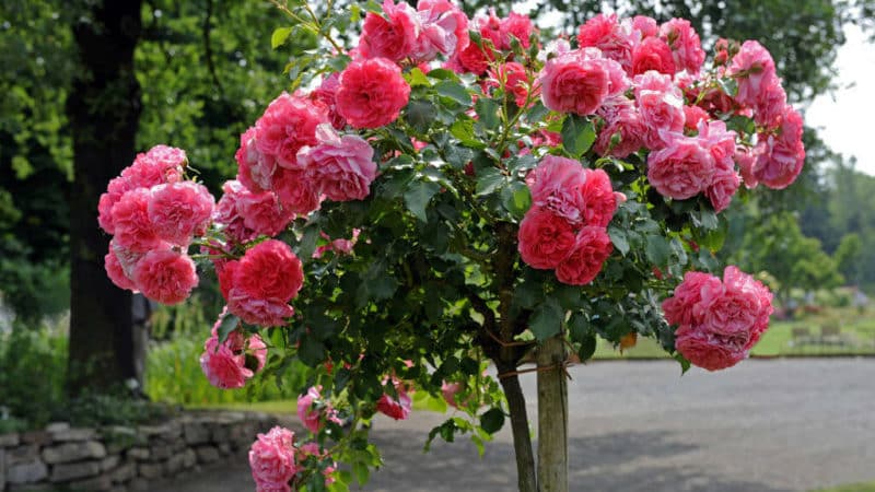 Les millors varietats de roses enfiladisses resistents a l'hivern que floreixen tot l'estiu