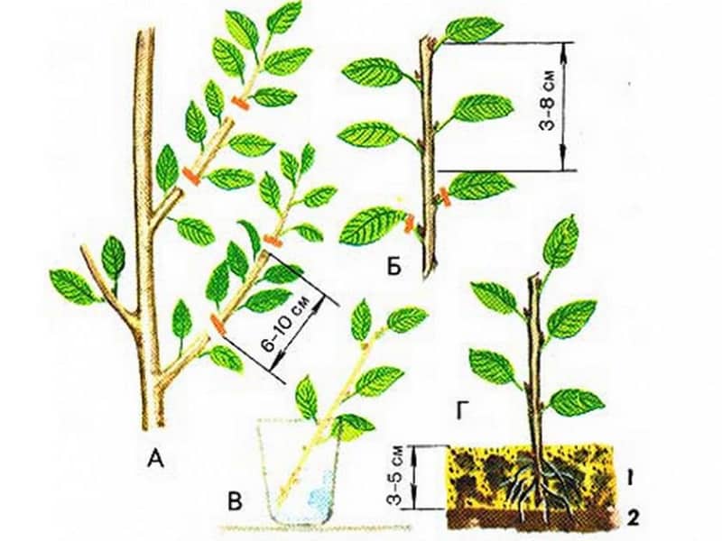 Hướng dẫn cắt cây anh đào vào mùa hè: từ chọn cành giâm đến chăm sóc cây mới