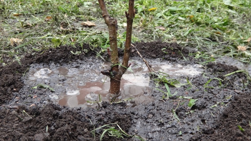 Водич за правилно заливање стабала брескве лети за баштоване почетнике