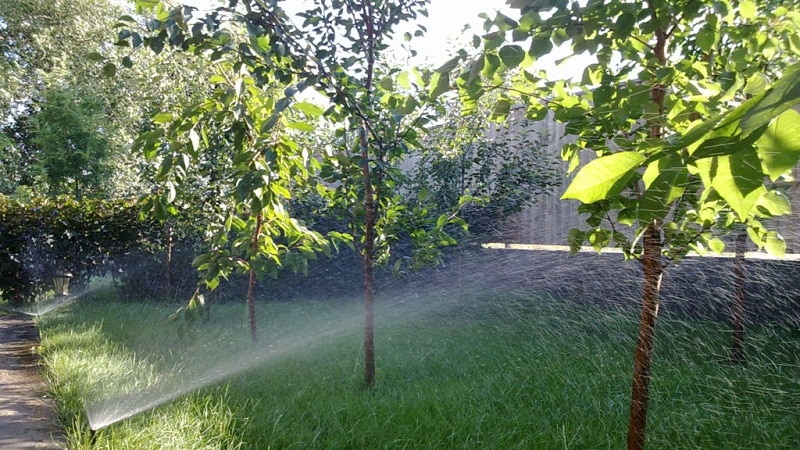 Una guia per al reg adequat dels presseguers a l'estiu per als jardiners principiants