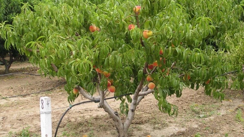 Un guide pour un bon arrosage des pêchers en été pour les jardiniers débutants