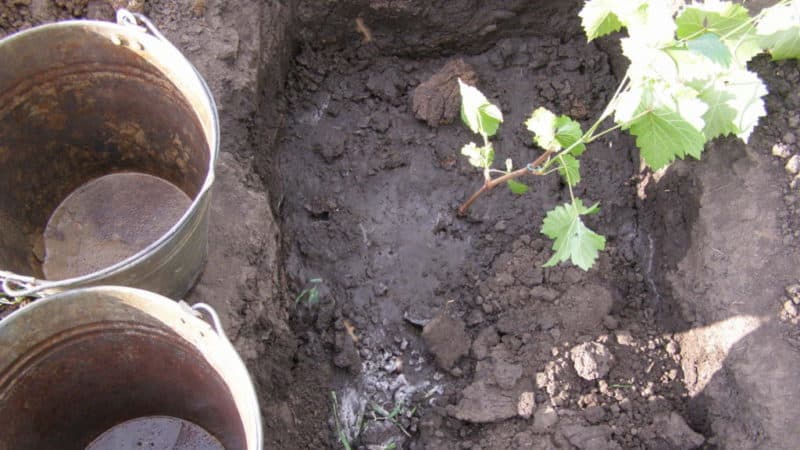 Korak po korak upute za sadnju sadnica grožđa ljeti za početnike vinogradara