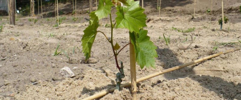 Stapsgewijze instructies voor het planten van druivenzaailingen in de zomer voor beginnende wijnbouwers