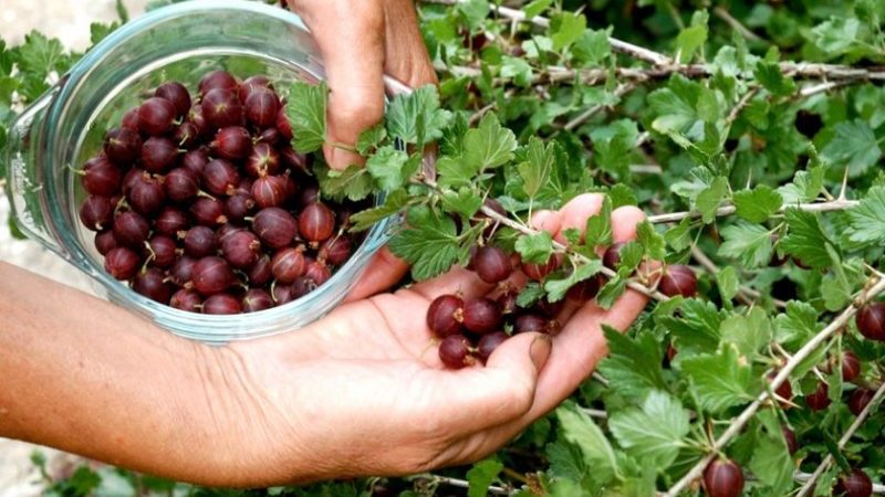 Kada ogrozd sazrijeva i kako odrediti stupanj njegove zrelosti