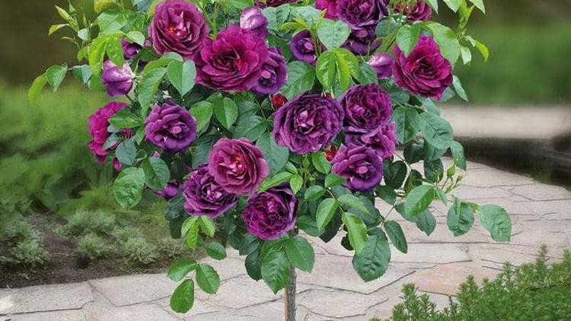 Cómo cultivar rosas moradas y qué variedades elegir.