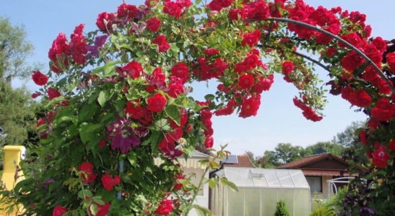 Les millors varietats de roses enfiladisses resistents a l'hivern que floreixen tot l'estiu