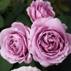 Cómo cultivar rosas moradas y qué variedades elegir.