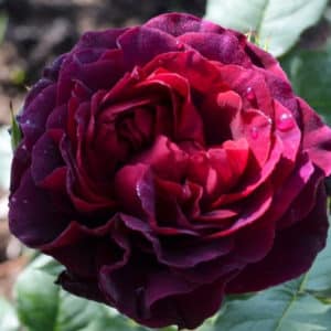 Cómo cultivar rosas moradas y qué variedades elegir.