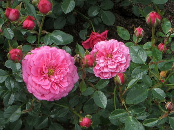 Cómo cultivar rosas moradas y qué variedades elegir.