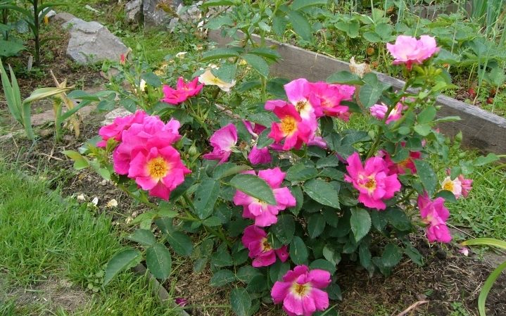 Cómo cultivar rosas moradas y qué variedades elegir.