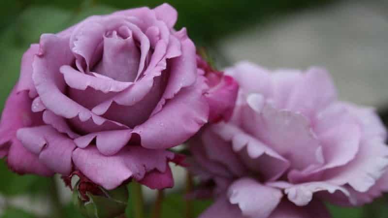 Cómo cultivar rosas moradas y qué variedades elegir.