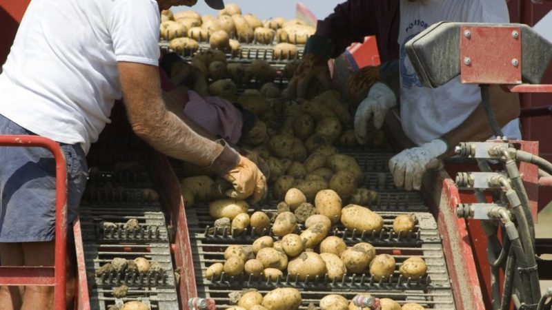 Een apparaat om aardappelen te sorteren en hoe je het zelf kunt maken