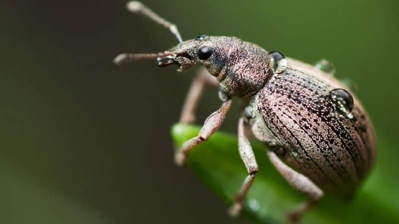 Wie und was man Apfelbäume im Sommer gegen Schädlinge besprüht