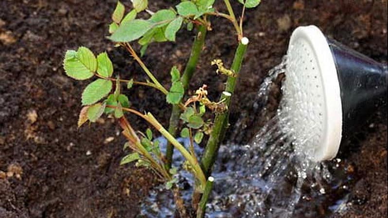 Instruções para jardineiros iniciantes: como podar rosas após a floração no verão para que floresçam novamente