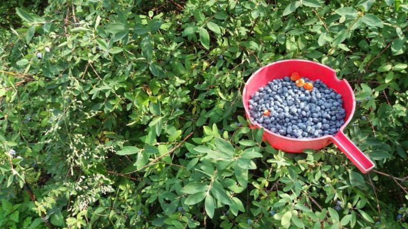 Características del cuidado de la madreselva después de la cosecha en julio.