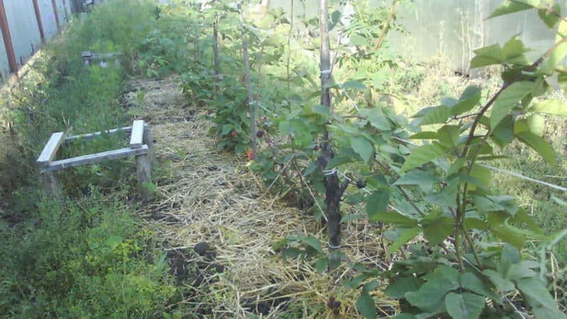 Leitfaden zur Pflege von Brombeeren im Sommer für eine großartige Ernte