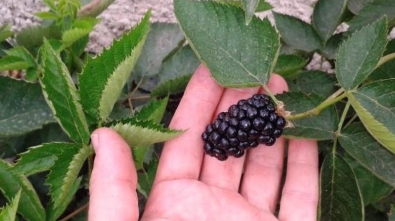 Sommar Blackberry Care Guide för en stor skörd