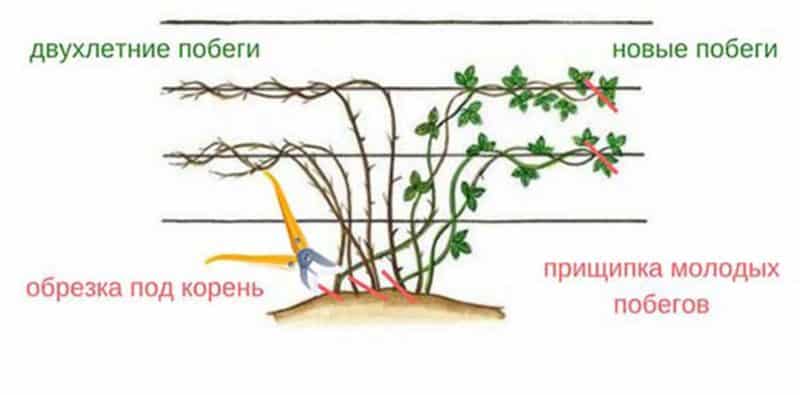 Ghid de îngrijire a murelor de vară pentru o recoltă grozavă