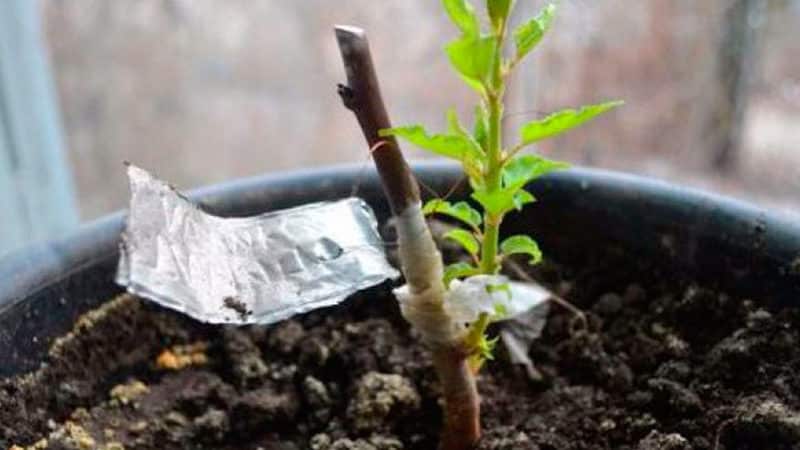 Reglas para propagar esquejes de ciruela cereza en verano y etapas de cultivo de un árbol a partir de una ramita.