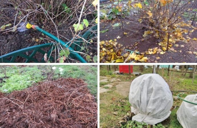 Zašto na ogrozdu nema bobica i kako to popraviti