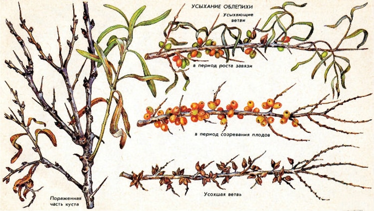 Paano malalaman kung bakit ang mga dahon ng sea buckthorn ay nagiging dilaw sa tag-araw at alisin ang sanhi ng problema