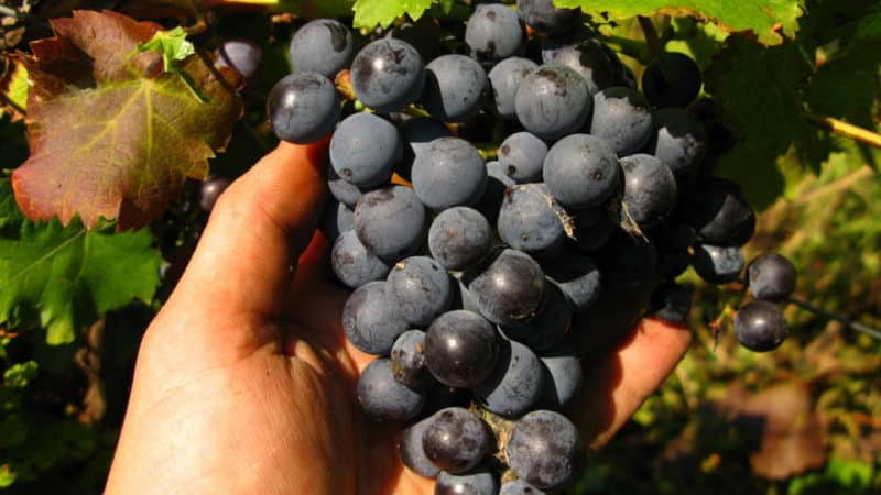 Gennemgang af den tidlige violette druesort og træk ved dens dyrkning