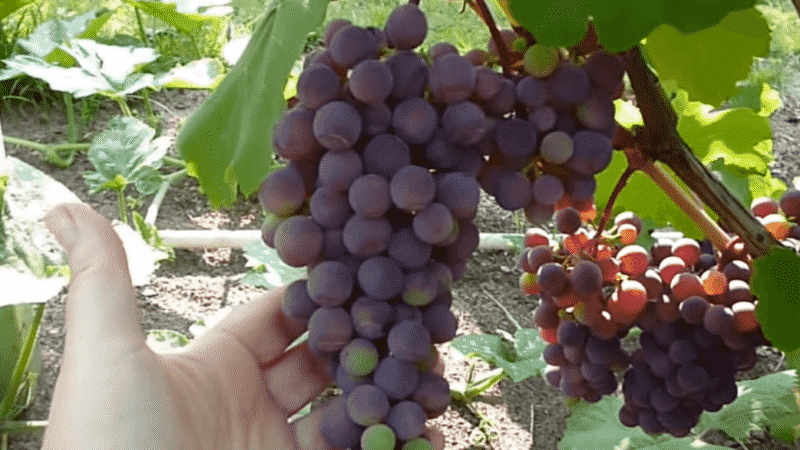 Revisión de la variedad de uva Early Violet y características de su cultivo.