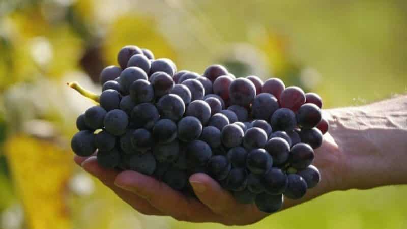 Gennemgang af den tidlige violette druesort og træk ved dens dyrkning