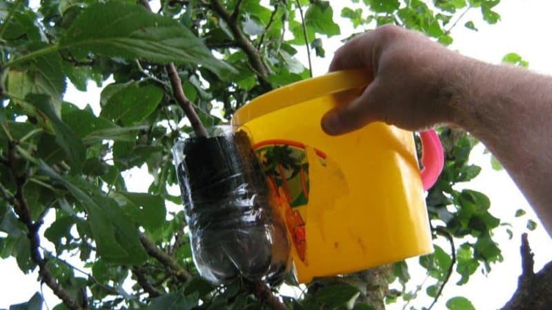 Step-by-step instructions for cutting an apple tree in the summer for beginners