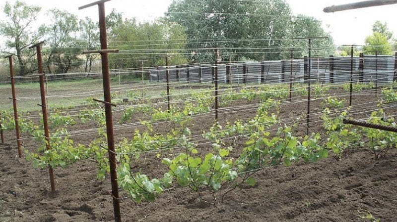 Quand (en quel mois) et comment planter des raisins à partir de boutures