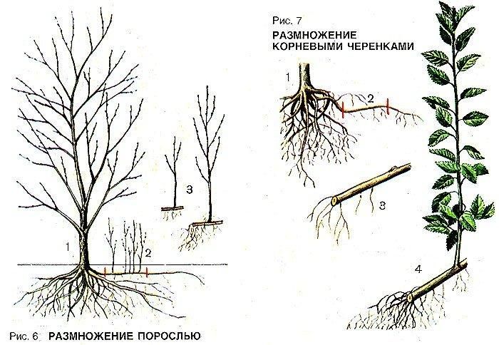 Instructions pour multiplier les prunes par bouturage en été : de la préparation des boutures à l'entretien des plants