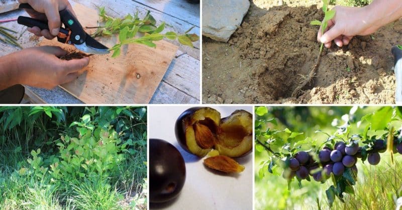 Instruccions per a la propagació de les prunes per esqueixos a l'estiu: des de la preparació d'esqueixos fins a la cura de les plàntules