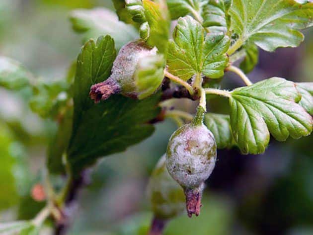 Mengapa gooseberries reput di semak dan apa yang perlu dilakukan mengenainya